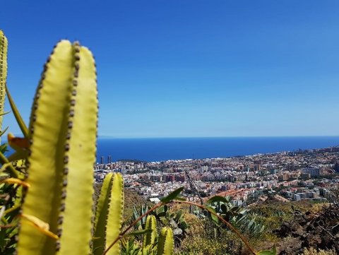 Ein Ausblick von einem Berg auf die Stadt und das Meer. Im  Vordergrund ist ein Kaktus zu sehen.
