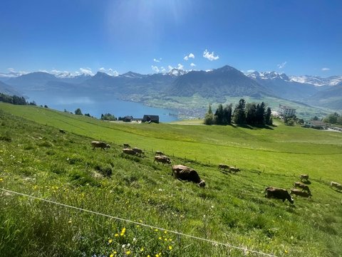 Das Bild seigt eine Wiese in den Bergen, auf der einige Kühe grasen.