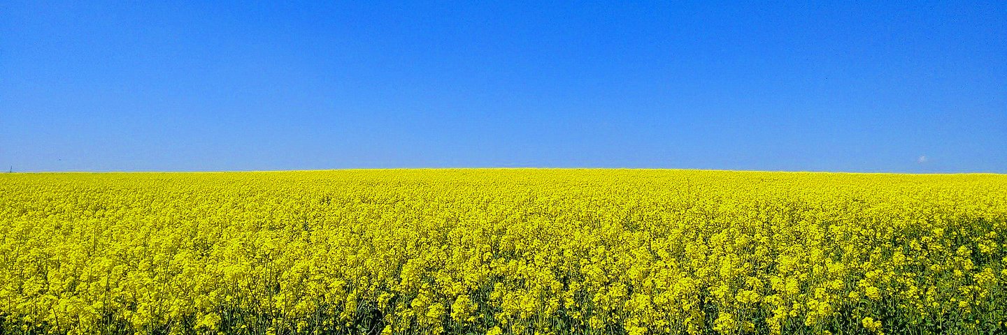 blühendes Rapsfeld und blauer Himmel