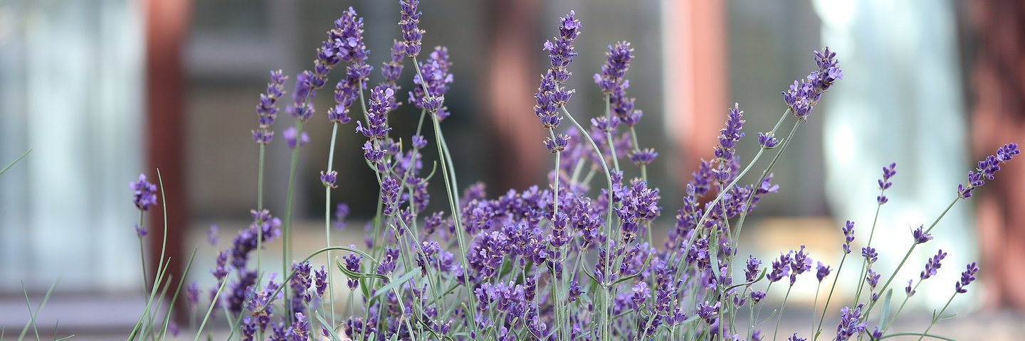 Blühender Lavendel im Hochbeet auf dem EHB-Campus