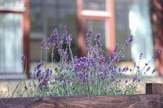 Blühender Lavendel im Hochbeet auf dem EHB-Campus