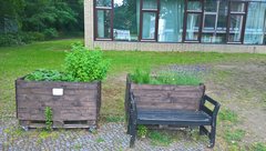 Pfefferminze in unseren Hochschulbeeten