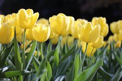 Gelbe Tulpen in der Sonne