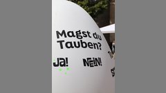 Tauben-Ei mit Umfrage zum Thema